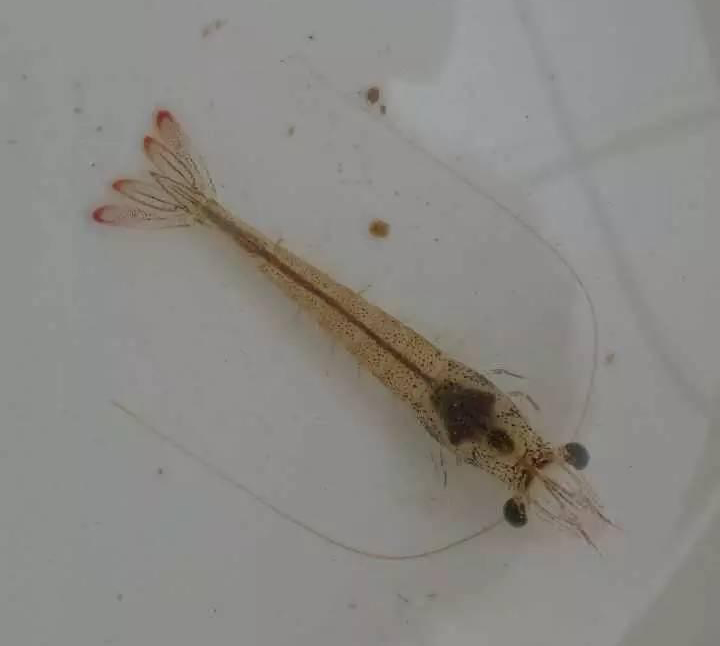 高溫多雨天氣，白蝦養(yǎng)殖需要注意哪些問題