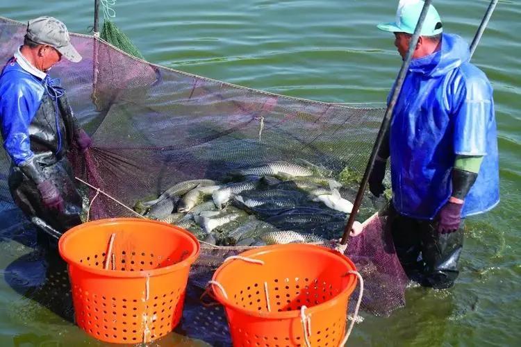 近期草魚苗指環(huán)蟲病害多發(fā)，建議先凈水后殺蟲消毒
