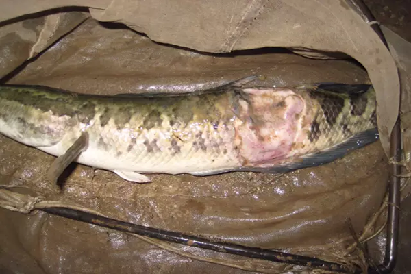 水反底生魚爛身，需解毒增氧內(nèi)服