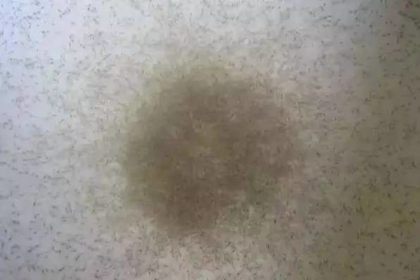 苗不成功、成活率低、長(zhǎng)不大的原因很可能是這個(gè)