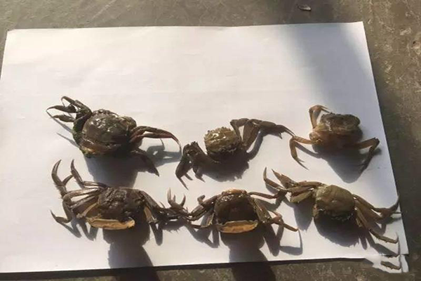 河蟹即將蛻二殼，你需要注意這些問(wèn)題