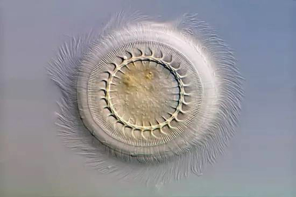 草魚寸片“白嘴白尾”、死亡嚴(yán)重？謹(jǐn)防車輪蟲病